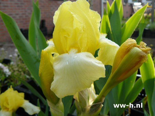 Iris in vele kleuren (Germanica-groep)