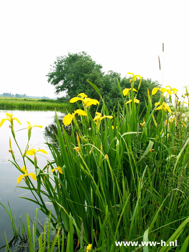 Iris pseudacorus - Klik op de afbeelding om het venster te sluiten