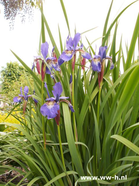 Iris sibirica