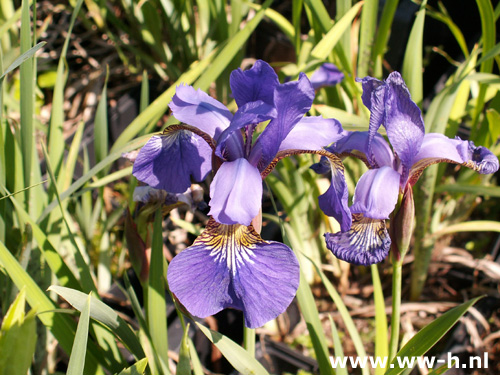 Iris sibirica