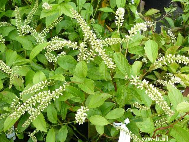 Itea virginica 'Henry's Garnet'