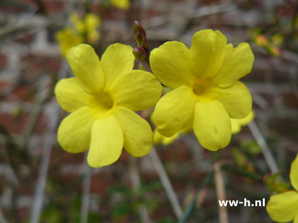 Jasminium nudiflorum - Klik op de afbeelding om het venster te sluiten