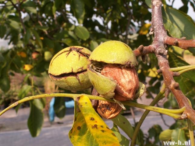 Juglans regia - Klik op de afbeelding om het venster te sluiten