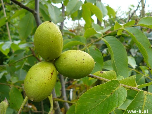 Juglans regia 'Broadview'