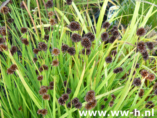 Juncus ensifolius