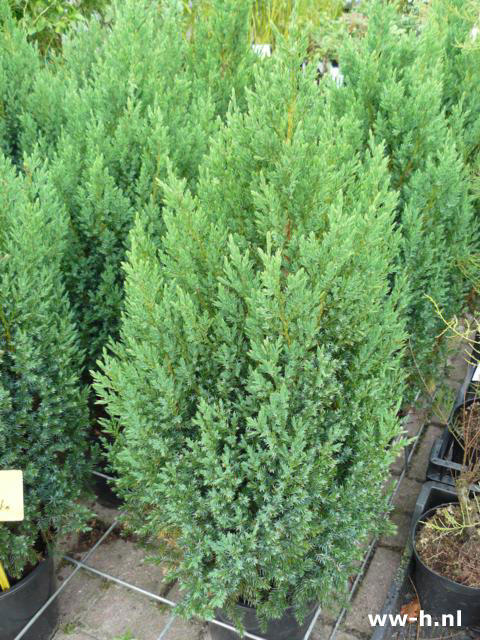 Juniperus chinensis 'Stricta'