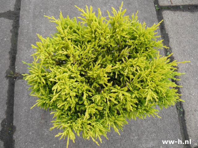 Juniperus horizontalis 'Limeglow'