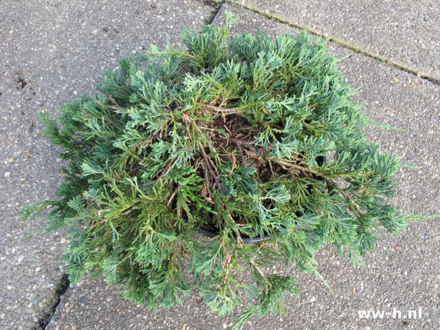 Juniperus horizontalis 'Wiltonii'