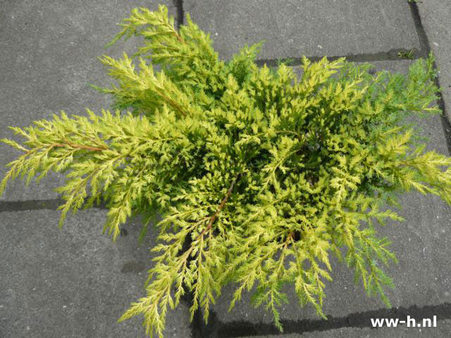 Juniperus x pfitzeriana 'Goldkissen'