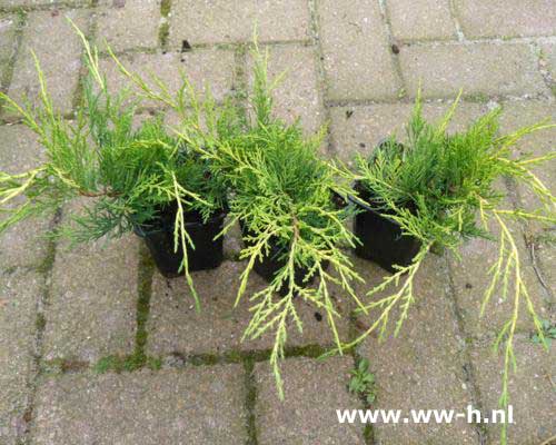 Juniperus pfitzeriana 'Old Gold' pot 9 cm 1,25 - Klik op de afbeelding om het venster te sluiten