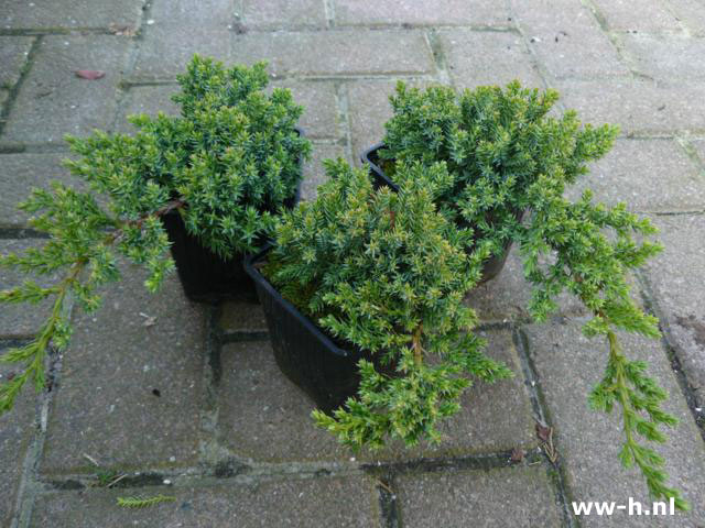 Juniperus procumbens 'Nana'