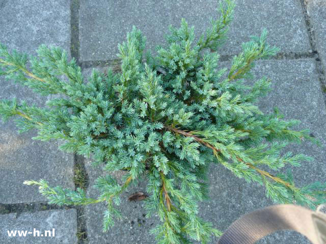 Juniperus squamata 'Blue Carpet'