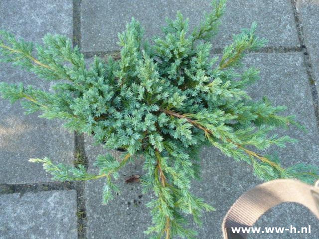 Juniperus squamata 'Blue Carpet' (syn J. 'Blue Carpet') 4.75