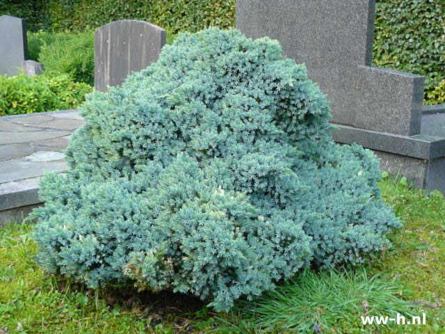 Juniperus squamata 'Blue Star' pot 9cm 1.25