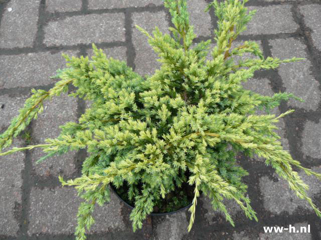 Juniperus squamata 'Holger'