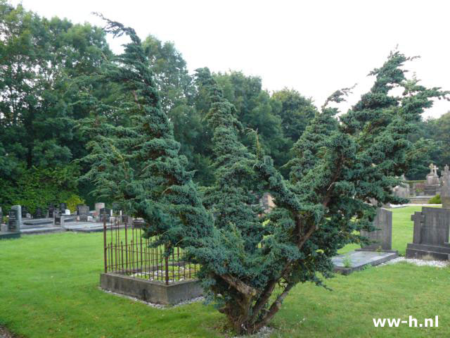 Juniperus squamata 'Meyeri' - Klik op de afbeelding om het venster te sluiten