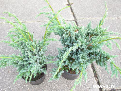 Juniperus squamata 'Meyeri'