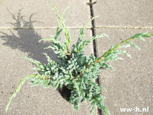 Juniperus squamata 'Meyeri' - Klik op de afbeelding om het venster te sluiten