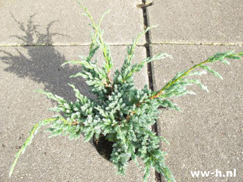 Juniperus squamata 'Meyeri'