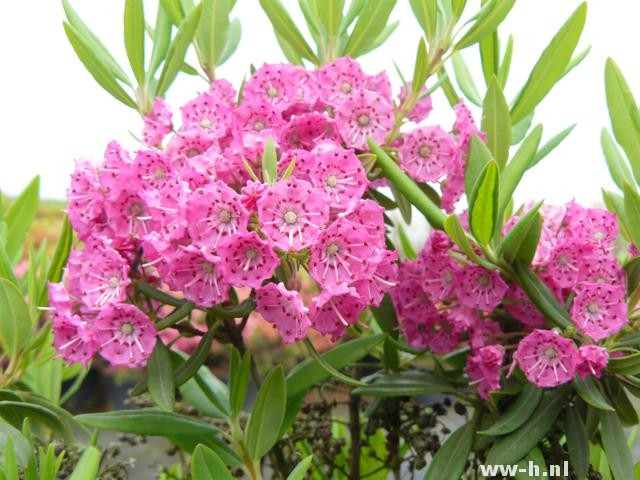 Kalmia angustifolia 'Rubra' Kalmia angustifolia 'Rubra'