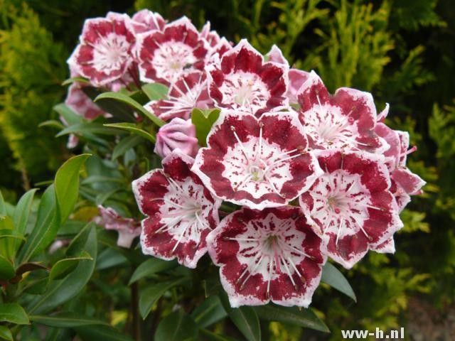 Kalmia latifolia 'Minuet' Kalmia latifolia 'Minuet'