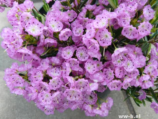 Kalmia polifolia Kalmia polifolia