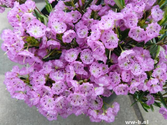 Kalmia polifolia