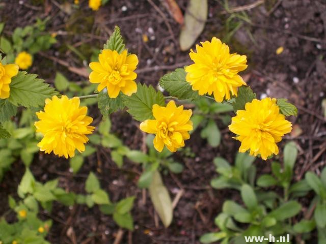 Kerria japonica 'Pleniflora' Kerria japonica 'Pleniflora'