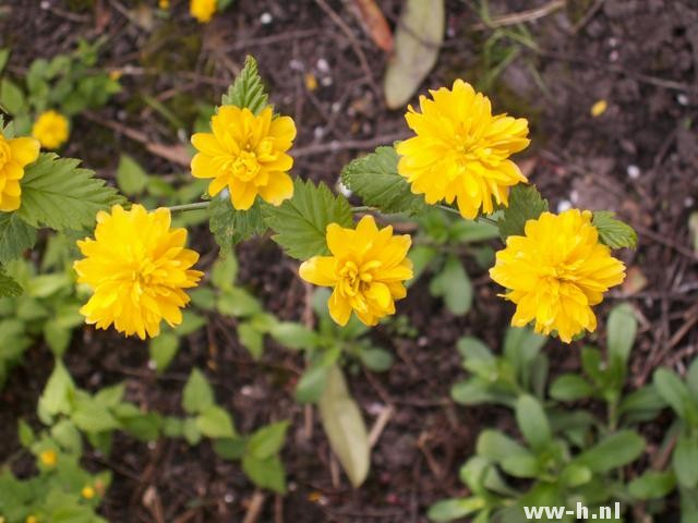 Kerria japonica 'Pleniflora'