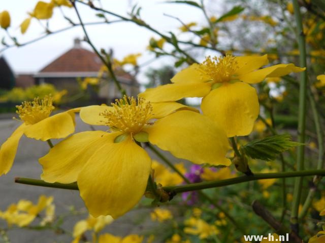 Kerria japonica Kerria japonica