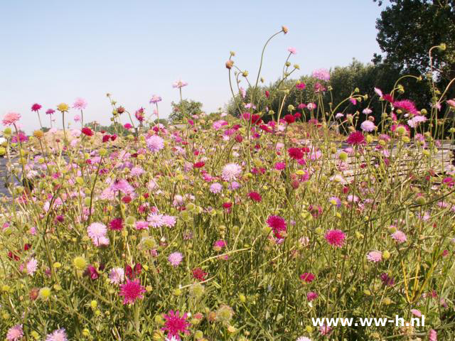 Knautia macedonica