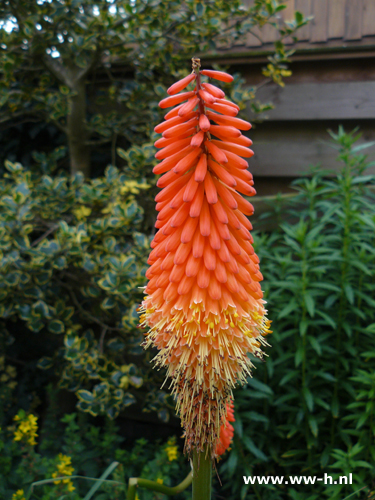 Kniphofia uvaria - Klik op de afbeelding om het venster te sluiten