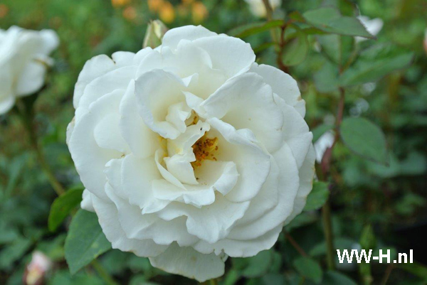 Rosa 'Kristall' 3,99 Rosa 'Kristall' 3,99