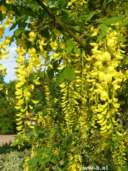 Laburnum anagyroides Laburnum anagyroides