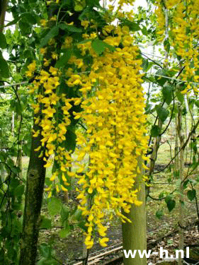 Laburnum watereri 'Vossii'