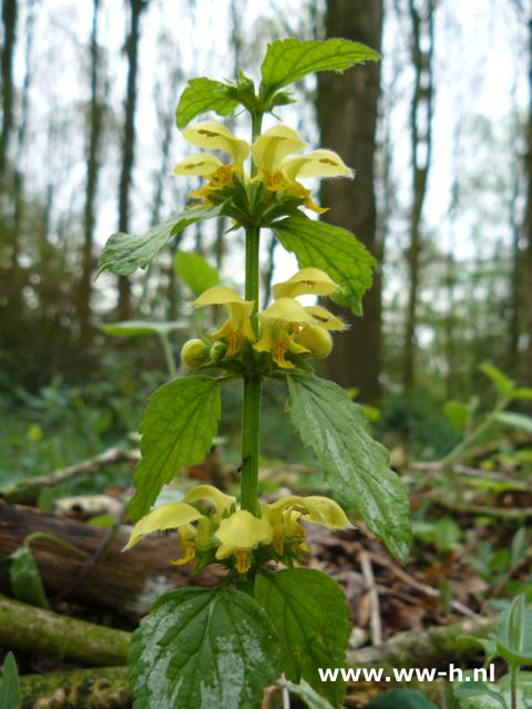 Lamiastrum galeobdolom ' Florentinum'