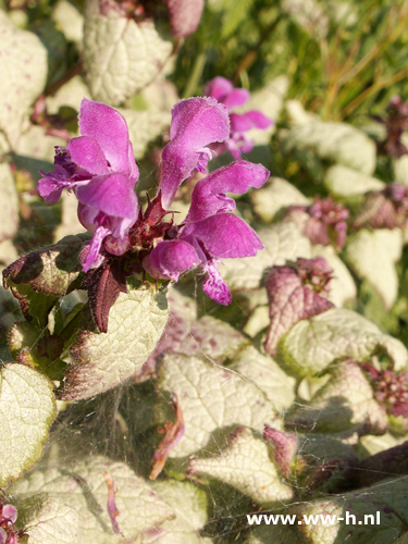 Lamium maculatum