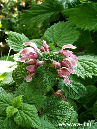 Lamium maculatum - Klik op de afbeelding om het venster te sluiten