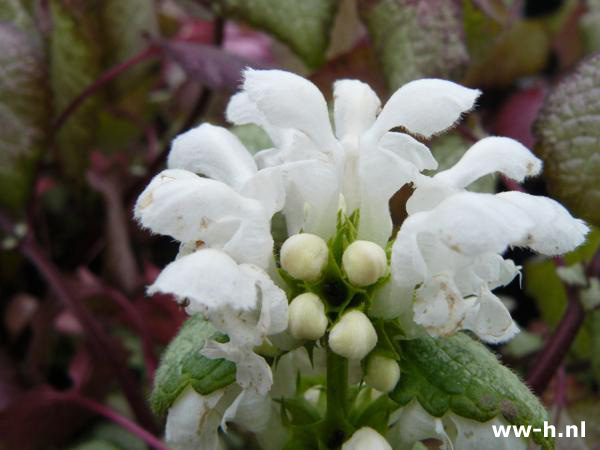 Lamium maculatum