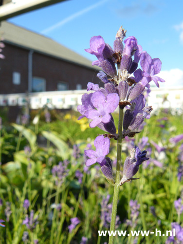 Lavandula angustifolia