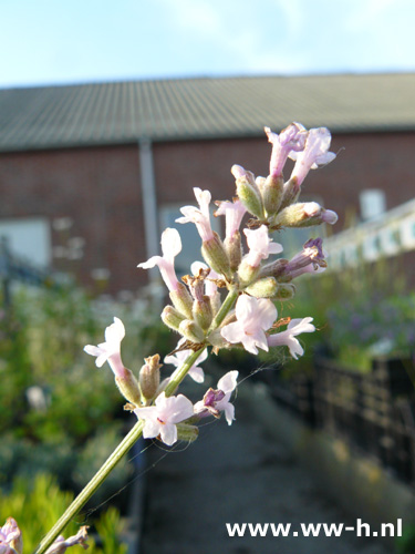 Lavandula angustifolia - Klik op de afbeelding om het venster te sluiten