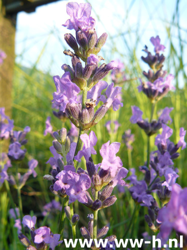 Lavandula angustifolia - Klik op de afbeelding om het venster te sluiten