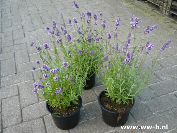 Lavandula angustifolia soorten v.a. 1,50