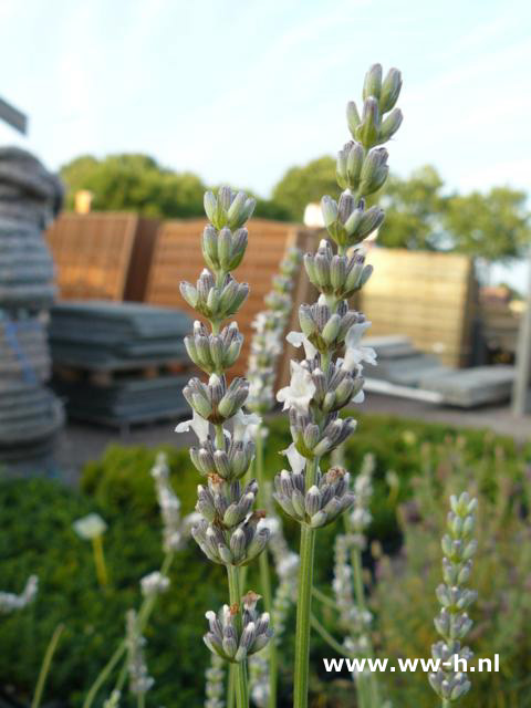 Lavandula angustifolia - Klik op de afbeelding om het venster te sluiten