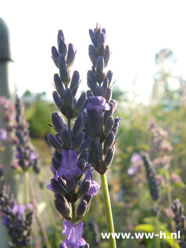 Lavandula intermedia - Klik op de afbeelding om het venster te sluiten