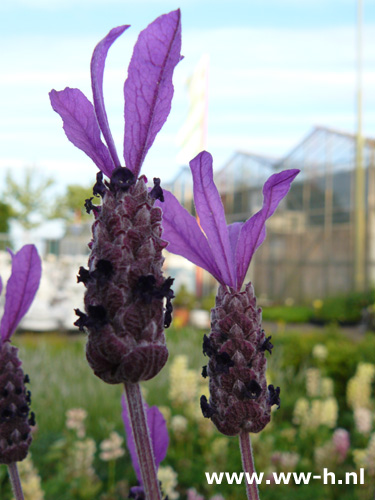 Lavandula stoechas - Klik op de afbeelding om het venster te sluiten