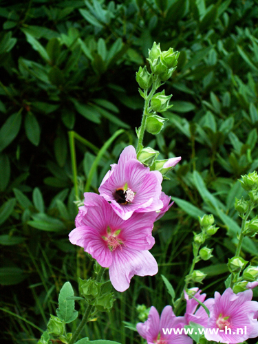 Lavatera