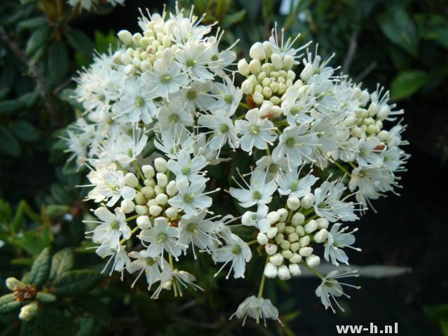 Ledum groenlandicum 'Compactum' Ledum groenlandicum 'Compactum'