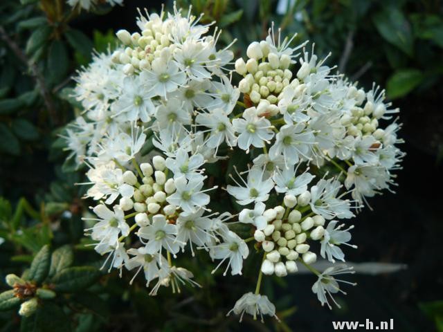 Ledum groenlandicum 'Compactum'