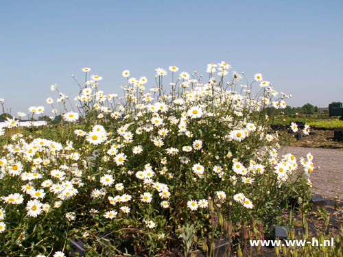 Leucanthemum